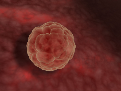 hedelmoittynytmunasolu